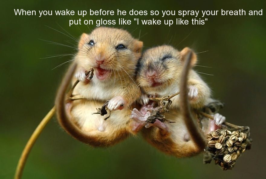 love images of cutest animals - When you wake up before he does so you spray your breath and put on gloss "I wake up this"