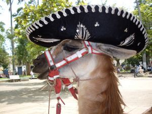 llama with sombrero