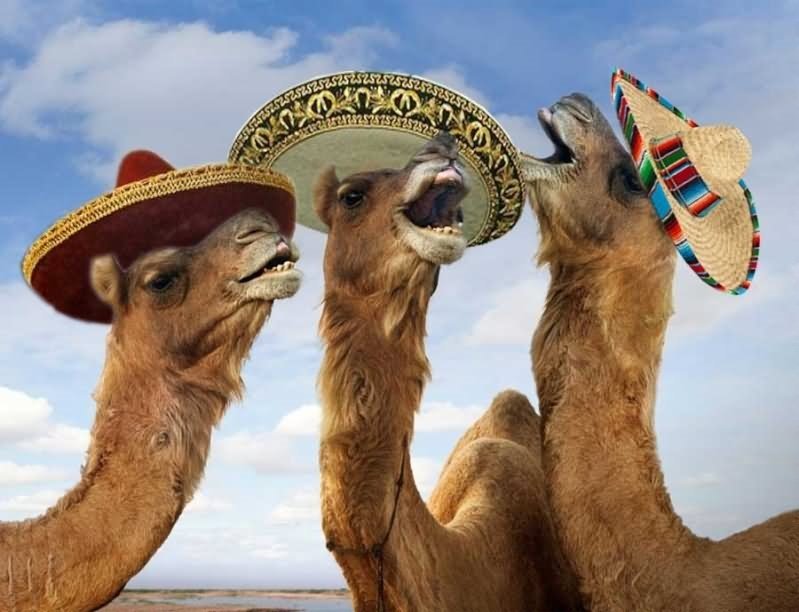 camels funny - ace 22 R 472825252525252
