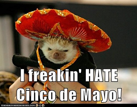 animals with sombreros - I freakin' Hate Cinco de Mayo! Tornarscheezburger.Com