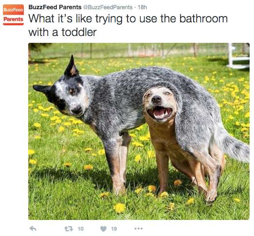 australian cattle dog funny - BuzzFeed BuzzFeed Parents BuzzFeedParents 18h What it's trying to use the bathroom with a toddler t 10 19 ...