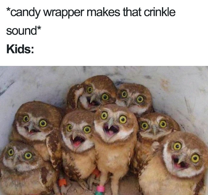 burrowing owl funny - candy wrapper makes that crinkle sound Kids