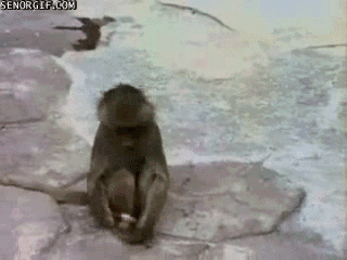 funny monkey videos - Senorgif.Com