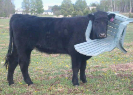 stuck cow
