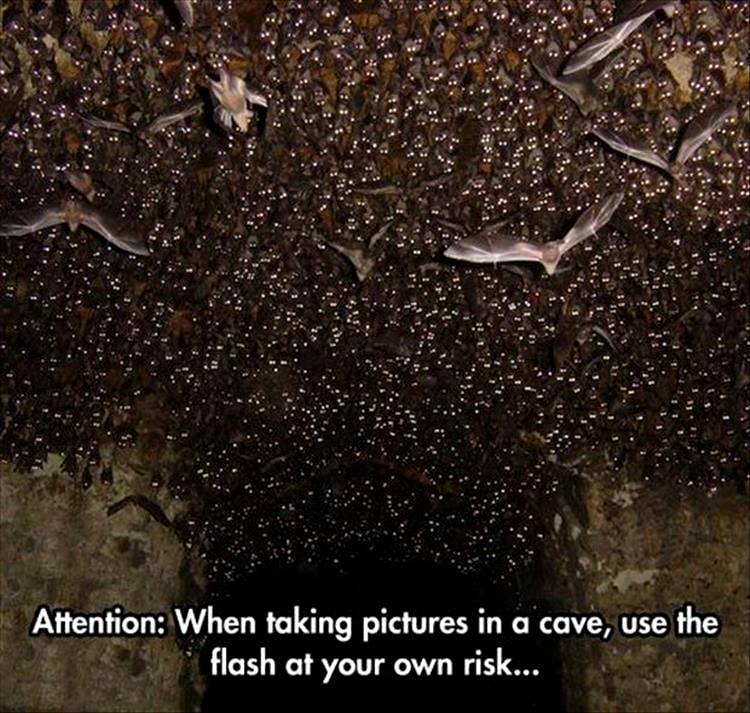 batshit crazy meme - Attention When taking pictures in a cave, use the flash at your own risk...
