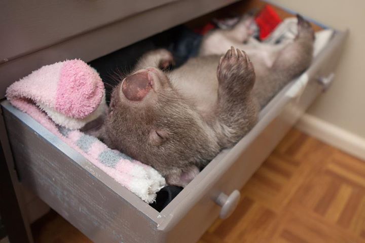 wombats sleeping