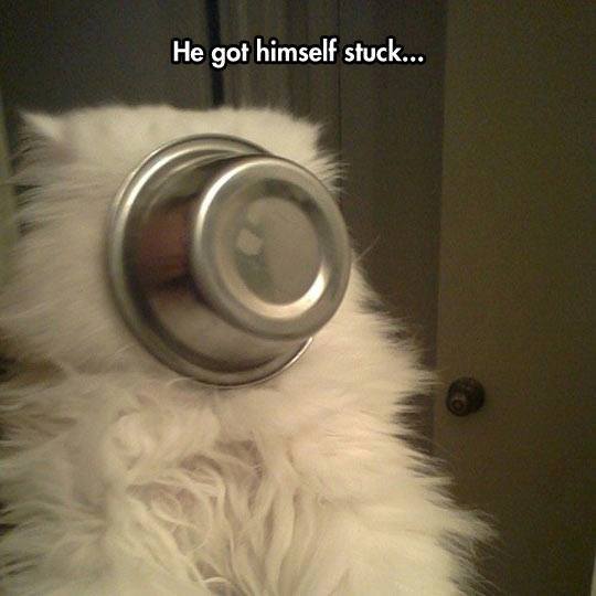 cat stuck in a bowl - He got himself stuck...