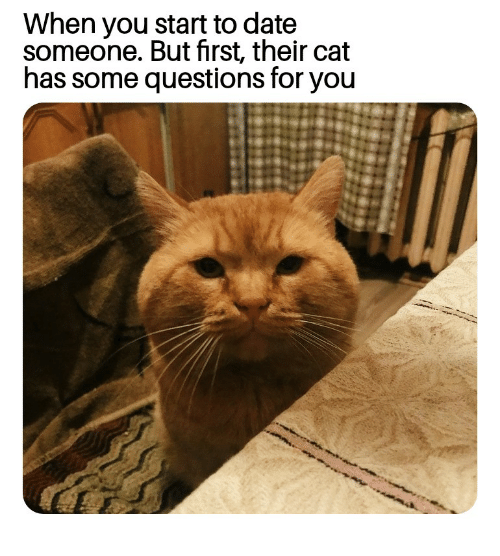 crazy cat lady meme - When you start to date someone. But first, their cat has some questions for you