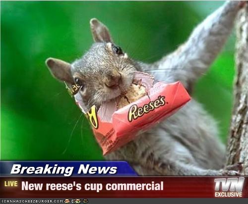 squirrel reeses - 30 y Reeses. Breaking News Live New reese's cup commercial Tvn Exclusive CanhascheezburgerCom