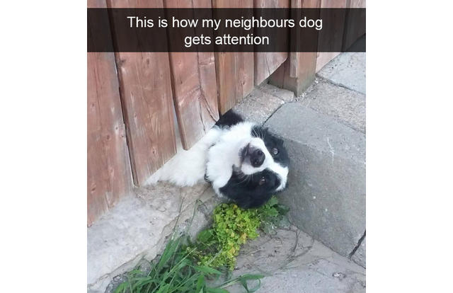 dog memes 2020 - This is how my neighbours dog gets attention