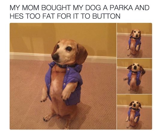 my mom bought my dog a parka - My Mom Bought My Dog A Parka And Hes Too Fat For It To Button