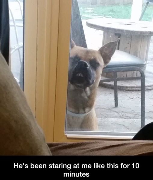 dog door funny - He's been staring at me this for 10 minutes