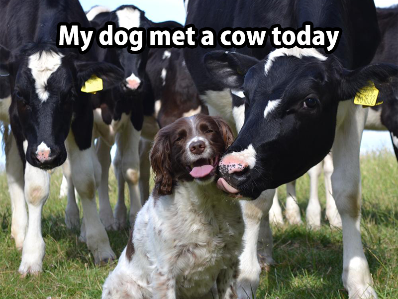 dairy cow - My dog met a cow today