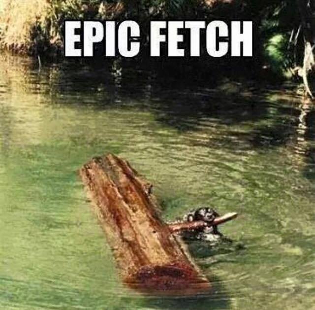 dog epic fetch - Epic Fetch
