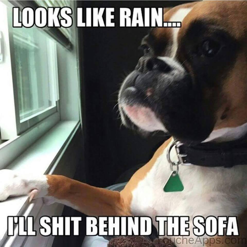 funny boxer dog memes - Looks Rain... I'Ll Shit Behind The Sofa ocheApps.com