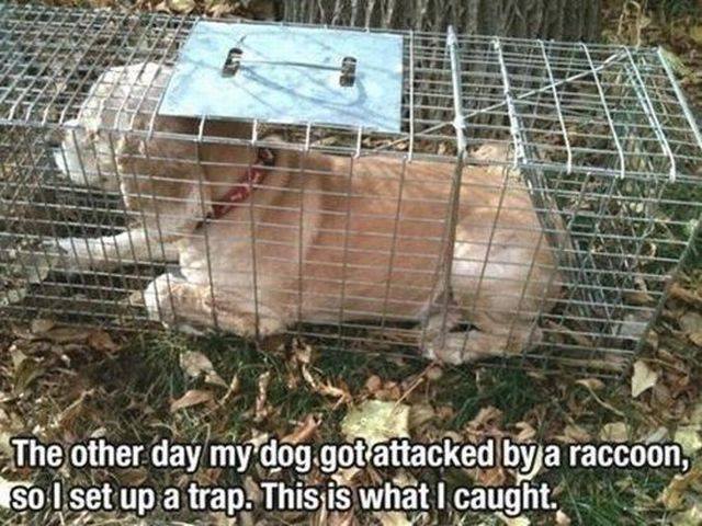 trap funny - The other day my dog got attacked by a raccoon, so I set up a trap. This is what I caught.