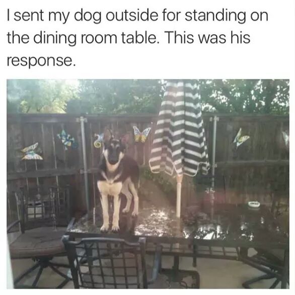 dog standing on table meme - I sent my dog outside for standing on the dining room table. This was his response. Jp