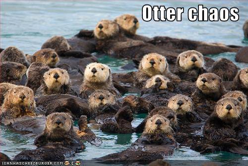california sea otter - Onter chaos Icanhascheepburger.Com