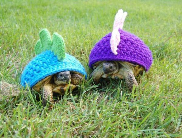 tortoise knitted outfit