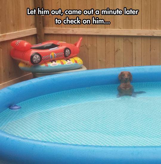 dachshund in pool meme - Let him out, came out a minute later to check on him...