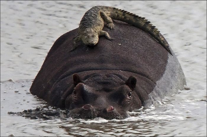 crocodile on hippo