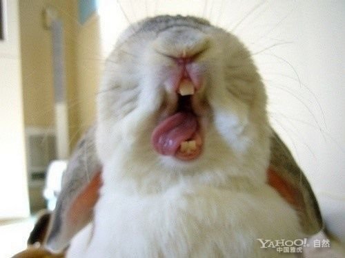 funny rabbit face - Yahoo!. Ex