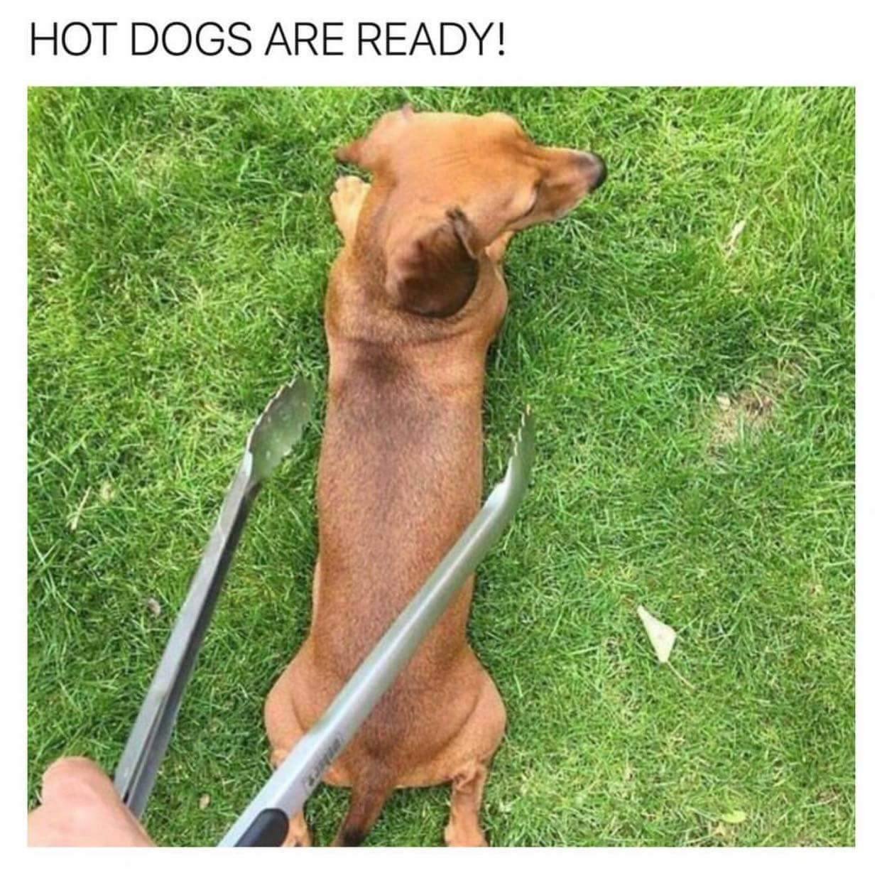hot dog meme - Hot Dogs Are Ready!
