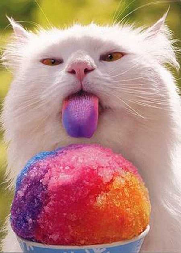 cats eating ice cream