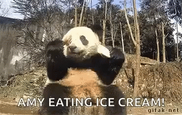 funny panda gif - Amy Eating Ice Cream! gifaknet