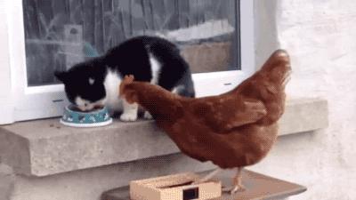 cat and chicken gif