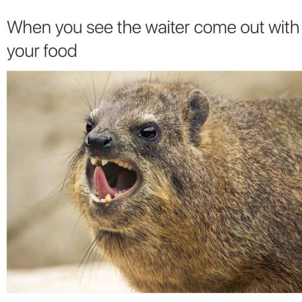 hilarious memes that will make you laugh - When you see the waiter come out with your food