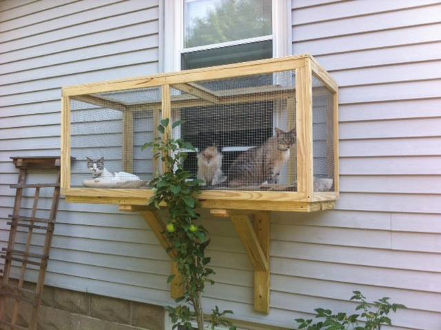 cat porch window