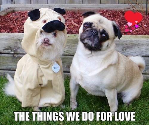 pugs love - The Things We Do For Love