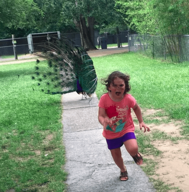 girl getting chased by peacock - Friends