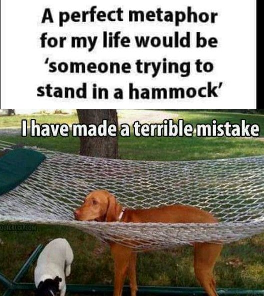 hammocks dog - A perfect metaphor for my life would be 'someone trying to stand in a hammock' I have made a terrible mistake Quergl.Com