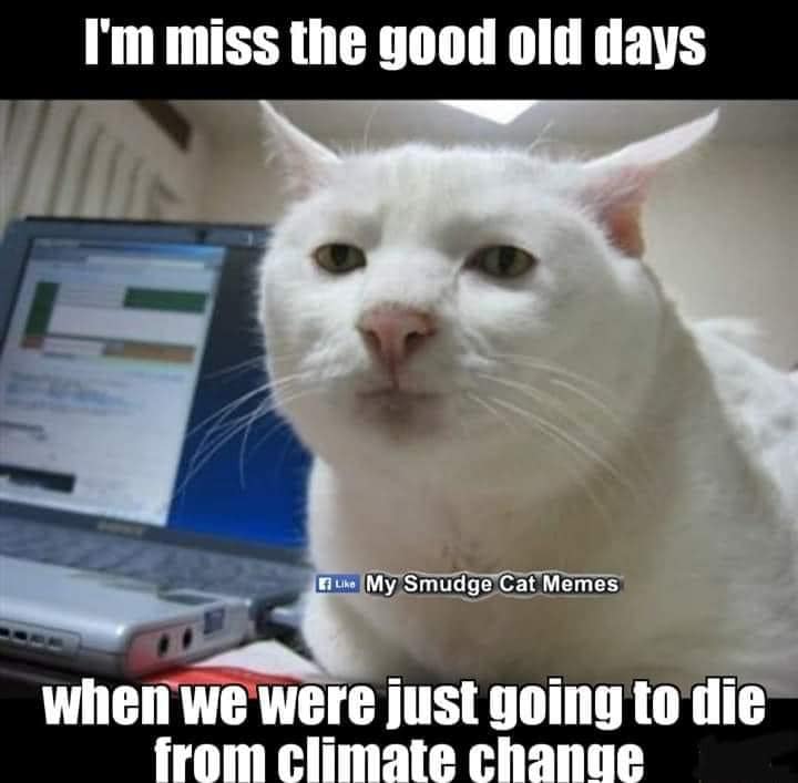 serious cat - I'm miss the good old days Fliko My Smudge Cat Memes when we were just going to die from climate change
