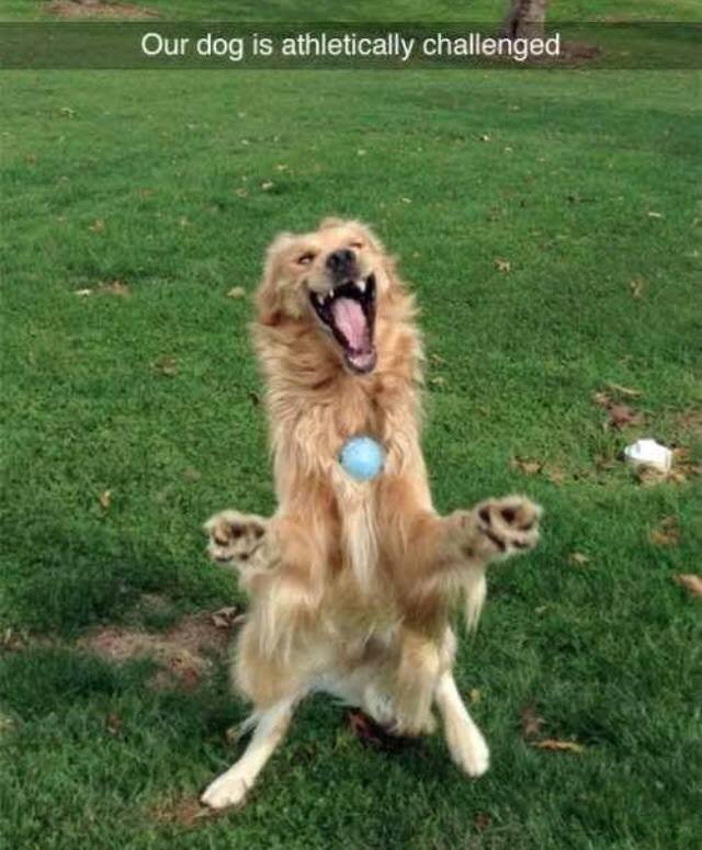 dog trying to catch ball - Our dog is athletically challenged