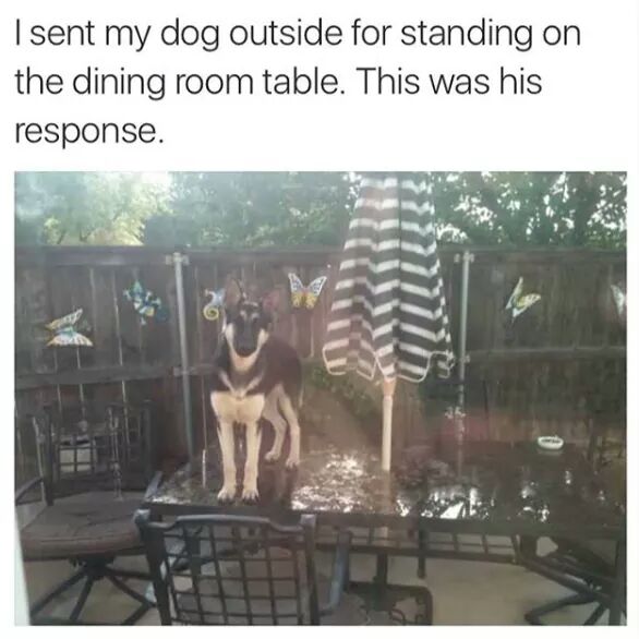 dog standing on table - I sent my dog outside for standing on the dining room table. This was his response. Jp