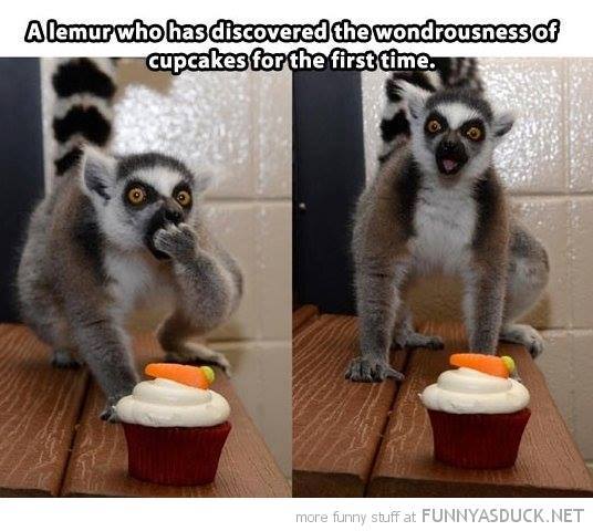 funny lemur memes - A lemur who has discovered the wondrousness of cupcakes for the first time. more funny stuff at Funnyasduck.Net