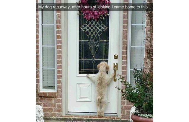 funny snapchats dogs - My dog ran away, after hours of looking I came home to this...