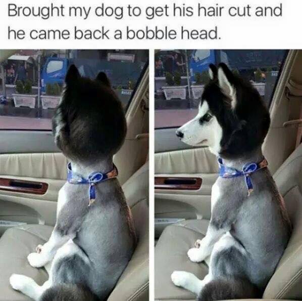dog fail memes - Brought my dog to get his hair cut and he came back a bobble head.