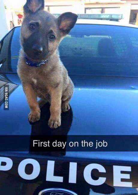 cute police dogs - Via 9GAG.Com First day on the job Police