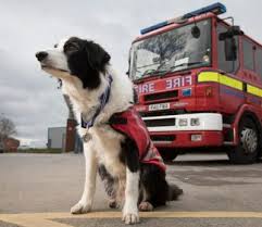 fire and rescue dog