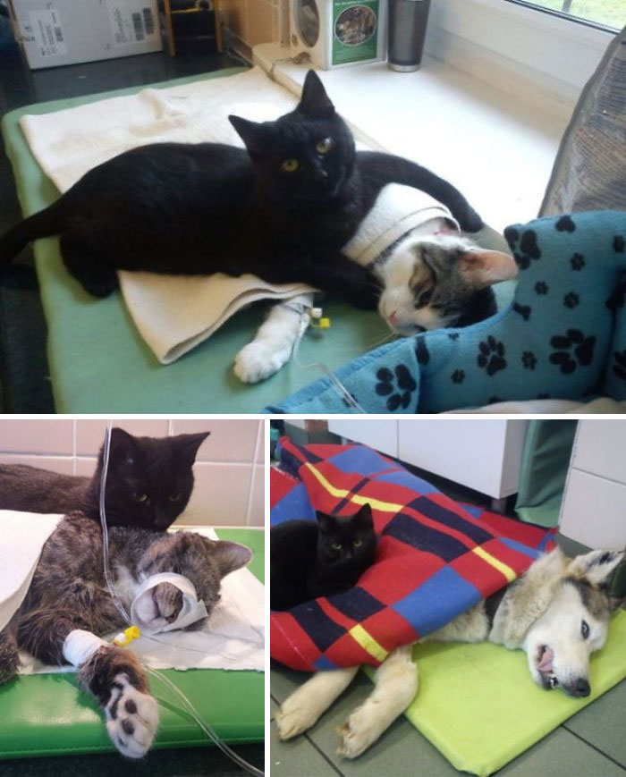 This cat comforts the sick animals at this hospital