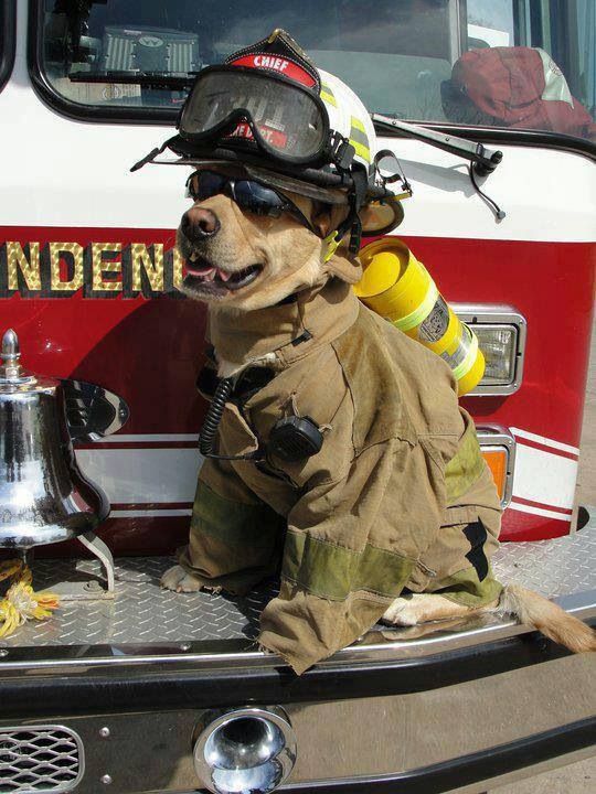 dog paramedic costume - Chief Nden,