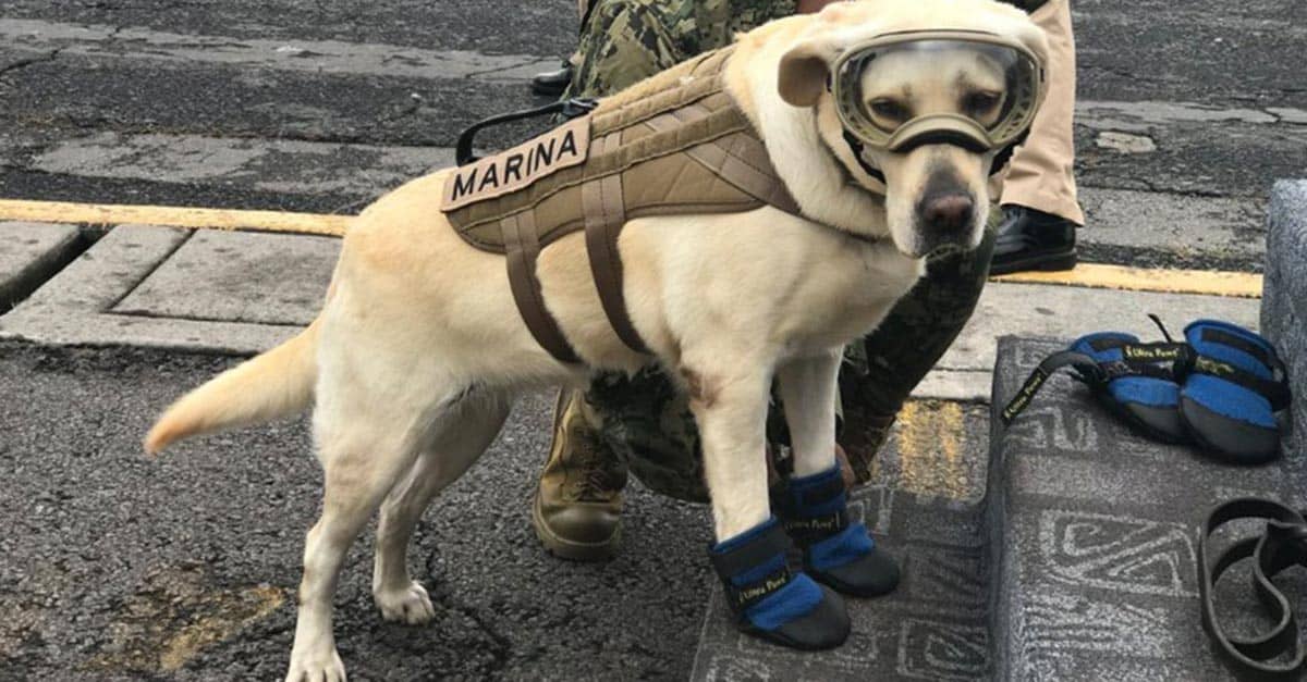 mexican rescue dogs - Marina 3