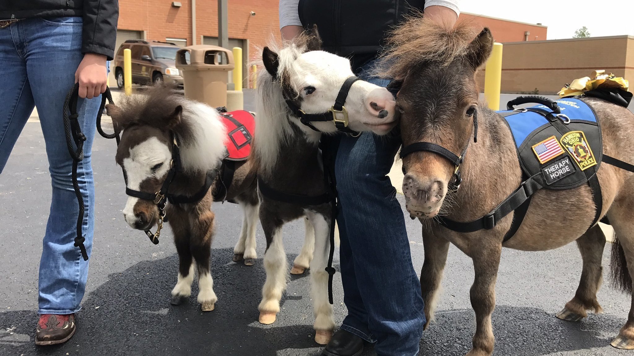 miniature therapy horses - Therapy Horse