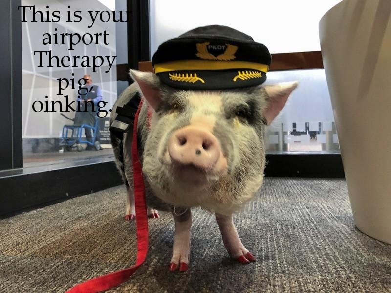 san francisco airport therapy pig - Pilot This is you airport Therapy pig. oinking.