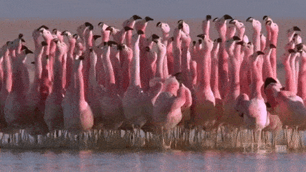 flamingo squad