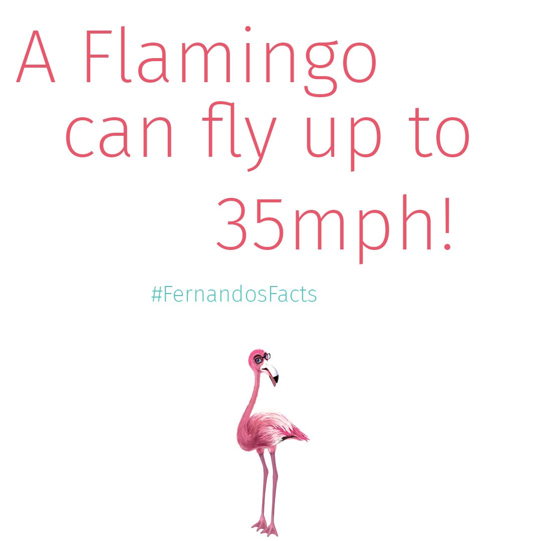 flamingo facts - A Flamingo can fly up to 35mph! Facts